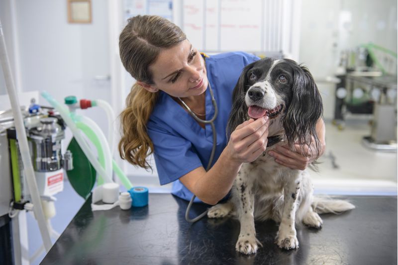 Medicina-Legal-Veterinaria