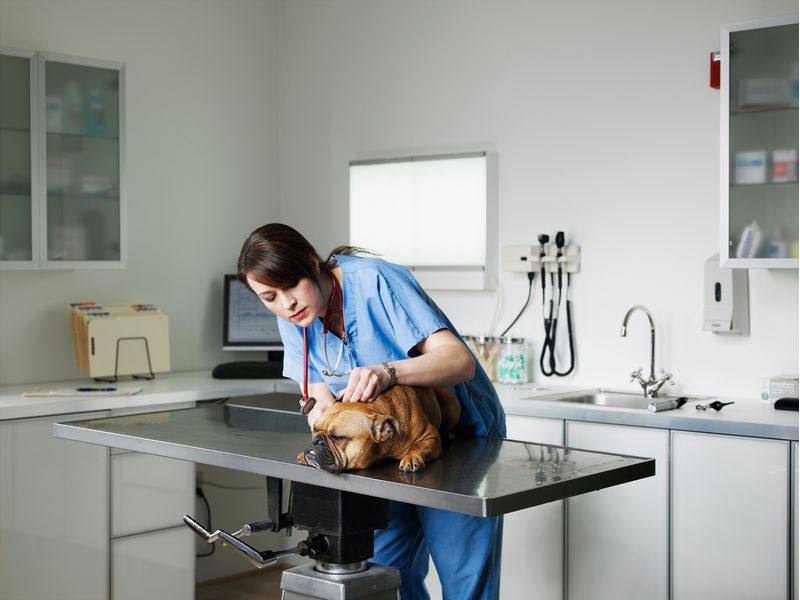 MEDICINA-VETERINARIA