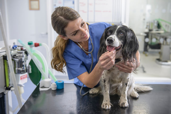 Medicina-Veterinaria