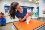 cirurgia em caes e gatos.jpg