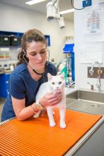 medicina de felinos.jpg