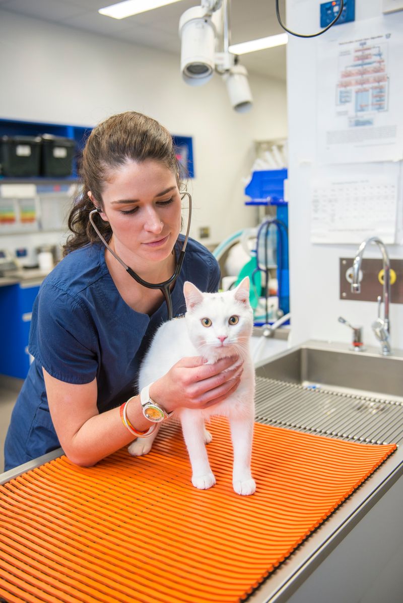 medicina de felinos.jpg