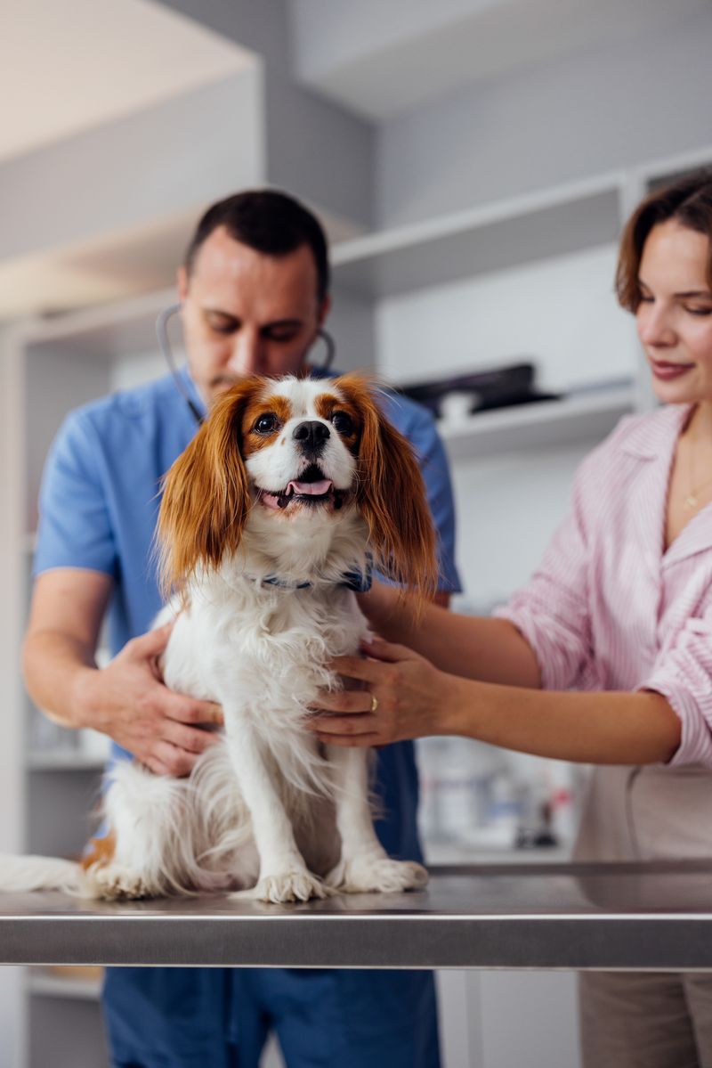 clinica medica de caes e gatos.jpg