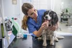 medicina_veterinaria