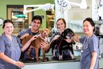 neurologia veterinaria