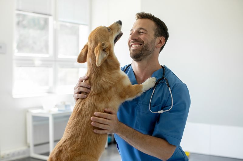 fisioterapia-veterinaria
